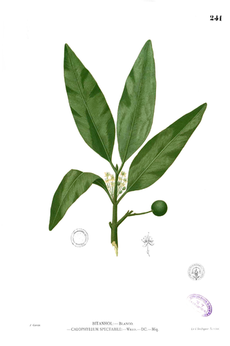 Calophyllum soulattri